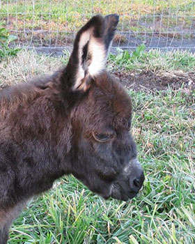Critter Haven Farm Miniature Donkeys